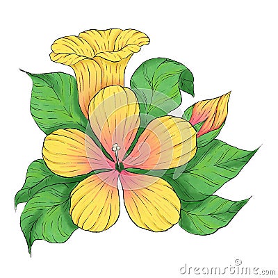 Yellow exotic hibiscus flower illustration Cartoon Illustration