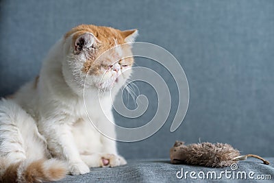 yellow Exotic shorthair cat and fake mouse Stock Photo