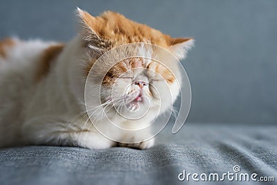 yellow Exotic shorthair cat sleep on sofa Stock Photo