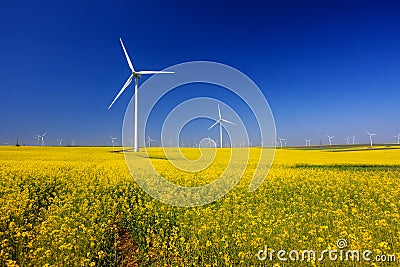 Yellow expanse with rapeseed flowers and the background wind turbines Stock Photo