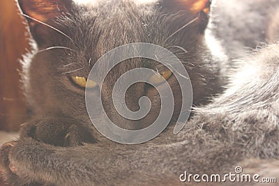 The yellow eyed cat Stock Photo