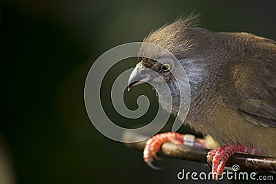 Yellow Eyed Junco Stock Photo