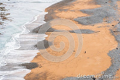 Yellow-eyed penguin coming back from the sea to the beach, the rarest penguin species in the world, South Island of New Zealand Stock Photo