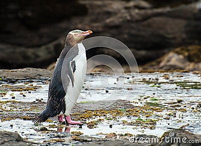 Yellow-eyed penguin Stock Photo