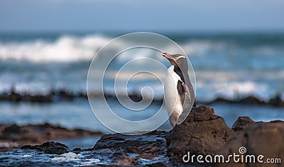 Yellow-eyed penguin (Megadyptes antipodes), Curio Bay, New Zealand. Stock Photo