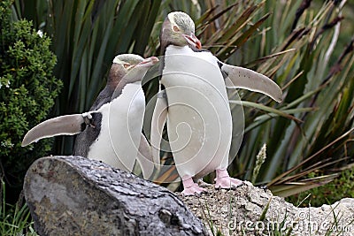 The Yellow-eyed Penguin, Megadyptes antipodes, is the rarest penguin, South Island New Zealand Stock Photo