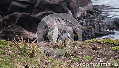 Yellow-eyed penguin New Zealand Stock Photo