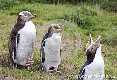 Yellow Eyed Penguin Stock Photo