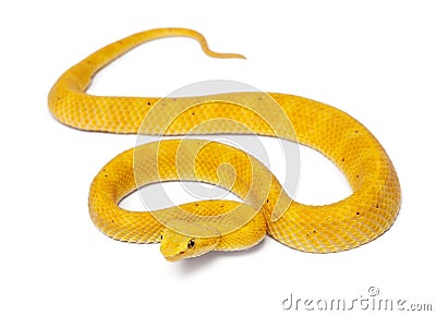 Yellow Eyelash Viper - Bothriechis schlegelii Stock Photo