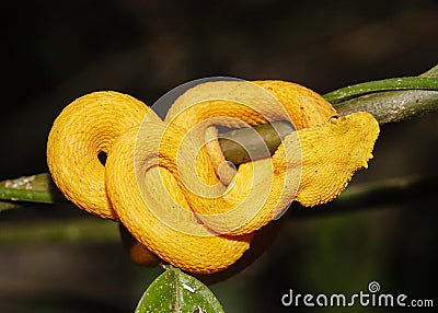 Yellow Eyelash Viper in Costa Rica Stock Photo