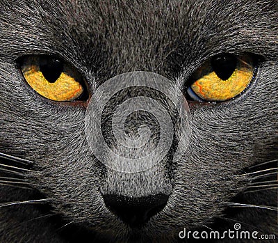 Yellow eyes Stock Photo