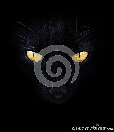 Yellow eyes black cat head. Hypnotizing glance. Halloween. Bad luck. Stock Photo