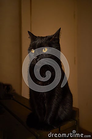 Yellow eyes black cat Stock Photo