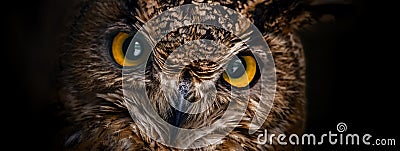 Yellow eyes of horned owl close up on a dark background Stock Photo