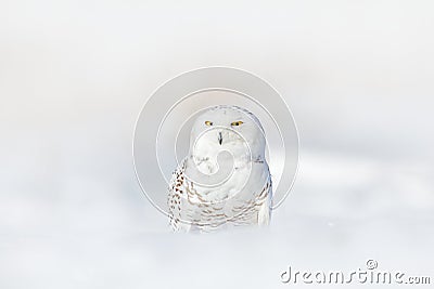 Yellow eyes in white plumage feathers. Snowy owl, Nyctea scandiaca, rare bird sitting on snow, winter with snowflakes in wild Finl Stock Photo