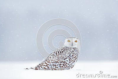 Yellow eyes in white. Winter scene with white owl. Snowy owl, Nyctea scandiaca, rare bird sitting on the snow, snowflakes in wind Stock Photo