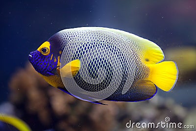 Yellow-faced angelfish (Pomacanthus xanthometopon) Stock Photo