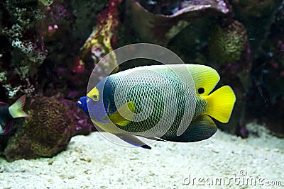 Yellow faced angelfish swimming Stock Photo