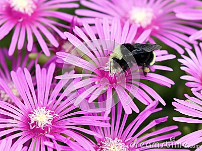 Yellow-faced Bumblebee on Ice Plant Flowers Stock Photo