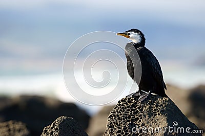 Yellow-faced cormorant Stock Photo