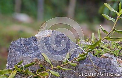 Yellow-faced Grassquit on a rock. Stock Photo