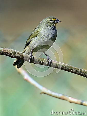 Yellow-faced Grassquit (Tiaris olivacea) young male Stock Photo