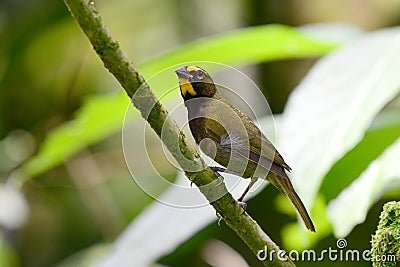 Yellow-faced Grassquit Tiaris olivaceus Stock Photo