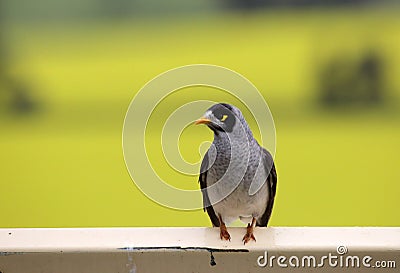 Yellow faced honeyeater Stock Photo