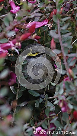 Yellow faced honeyeater Australian native bird Stock Photo
