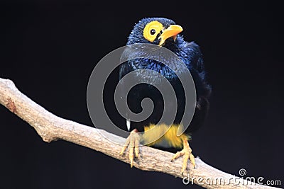 Yellow-faced myna Stock Photo