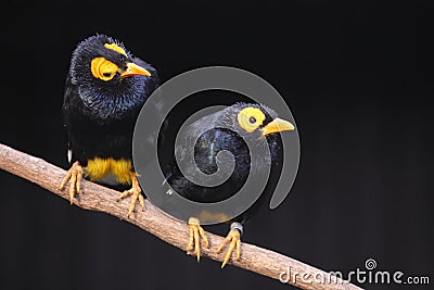 Yellow-faced mynas Stock Photo