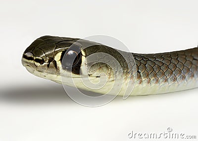 Yellow faced whip snake Stock Photo