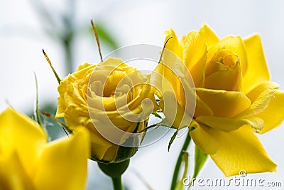 Yellow fairy rose closeup Stock Photo