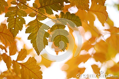 Yellow fall Stock Photo