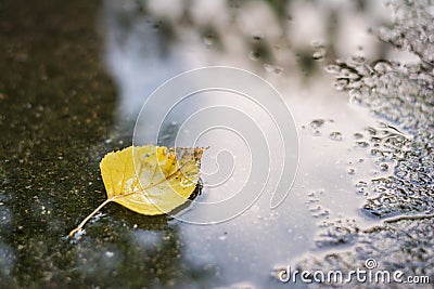 Yellow fallen leaf of birch tree, betula Stock Photo