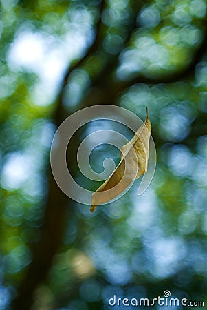 Yellow falling leaf in the air, nature Stock Photo