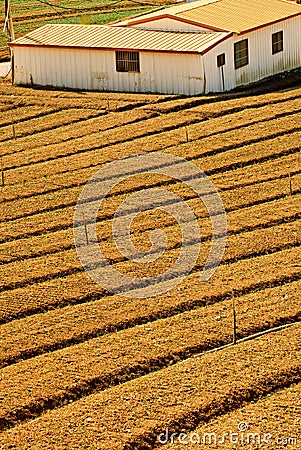Yellow farm Stock Photo