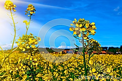 Yellow feild of flowering rapeseed canola or colza Brassica Napus, plant for green rapeseed energy, oil industry bio fuel Stock Photo