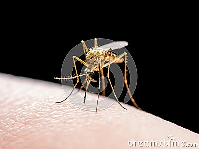 Yellow Fever, Malaria or Zika Virus Infected Mosquito Insect Bite Isolated on Black Stock Photo