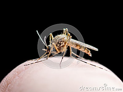 Yellow Fever, Malaria or Zika Virus Infected Mosquito Insect Bite Isolated on Black Stock Photo