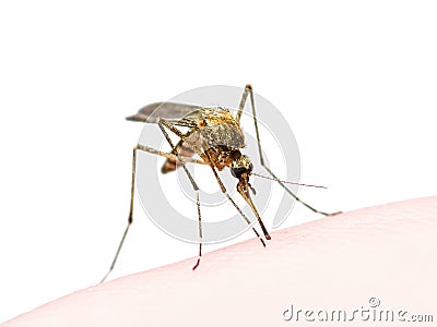 Yellow Fever, Malaria or Zika Virus Infected Mosquito Insect Bite Isolated on White Stock Photo