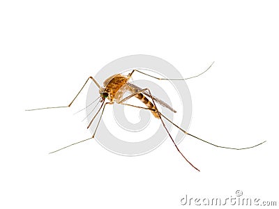 Yellow Fever, Malaria or Zika Virus Infected Mosquito Insect Iso Stock Photo