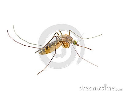 Yellow Fever, Malaria or Zika Virus Infected Mosquito Insect Isolated on White Stock Photo