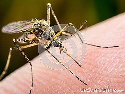 Yellow Fever, Malaria or Zika Virus Infected Mosquito Insect Macro Stock Photo