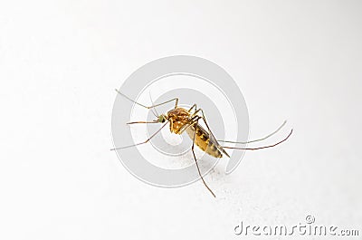 Yellow Fever, Malaria or Zika Virus Infected Mosquito Insect on White Wall Stock Photo