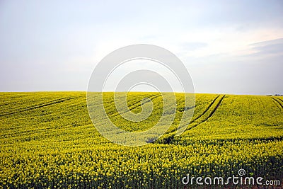 Yellow field Stock Photo