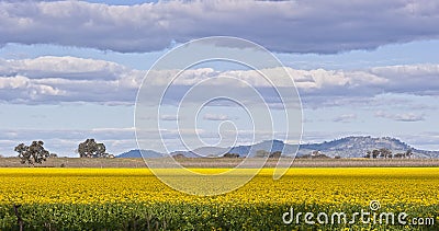 Yellow Field Stock Photo