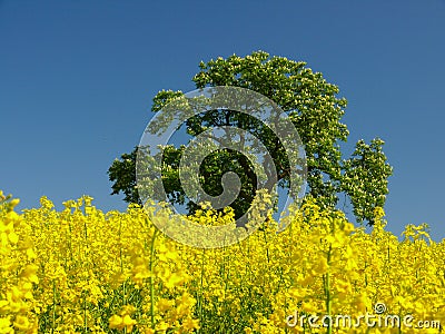 Yellow field Stock Photo