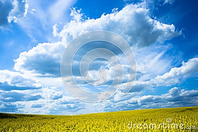 Yellow field with beautifull blue sky Stock Photo