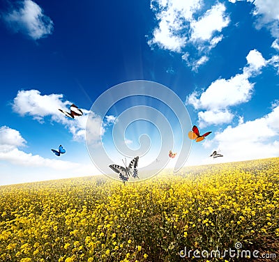 Yellow field with butterfly Stock Photo